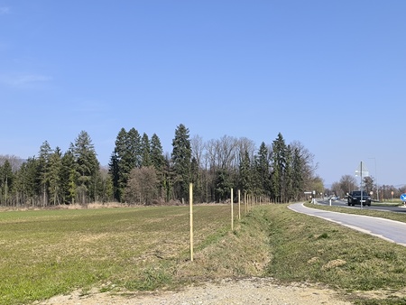 Obcina_hoce_slivnica_sajenje_lip marec2026_foto_pigac_si (27)